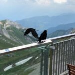 From Basel: Mt. Pilatus and Lake Lucerne Private Tour - The Logistics: What’s Included and What to Expect