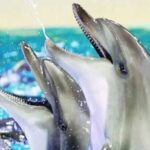 From Belek: Dolphin Show with Transfers - Detailed Breakdown of the Itinerary