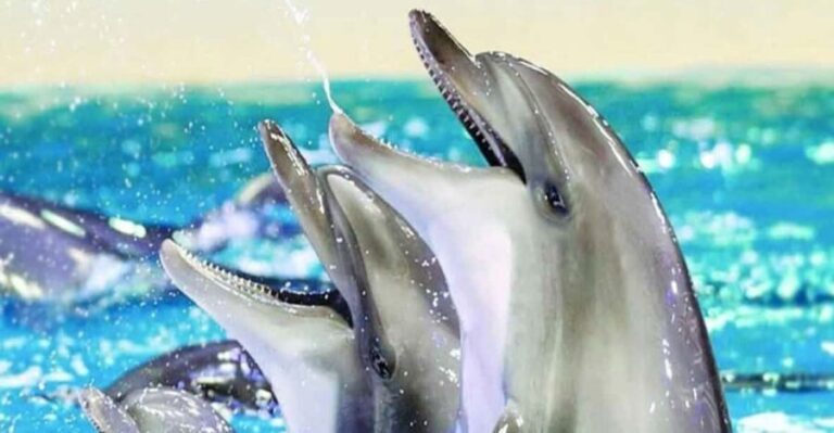 From Belek: Dolphin Show with Transfers - Detailed Breakdown of the Itinerary