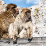 From Benalmadena: Gibraltar Day Trip - Who Will Love This Tour?