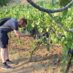 From Berat: Guided Winery Tour with Transfers and Tastings - The Tour in Detail: What You Can Expect