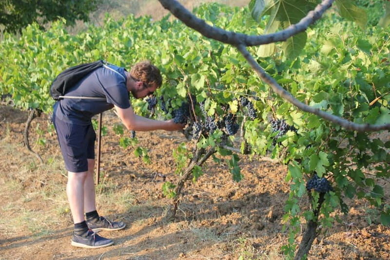 From Berat: Guided Winery Tour with Transfers and Tastings - The Tour in Detail: What You Can Expect