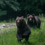 From Brasov: Brown Bear Watching in the Carpathian Mountains - The Guides and Their Role