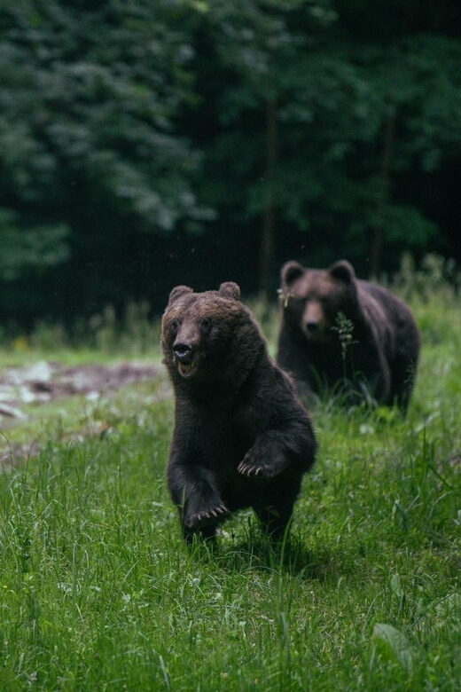 From Brasov: Brown Bear Watching in the Carpathian Mountains - The Guides and Their Role