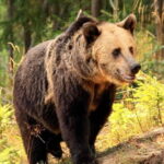 From Brasov: Small-Group Brown Bear Watching Tour - Final Thoughts: Is It Worth It?