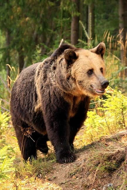 From Brasov: Small-Group Brown Bear Watching Tour - Final Thoughts: Is It Worth It?