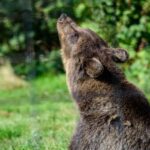 From Bucharest: Bear Sanctuary and Dracula Castle Day Tour - How This Tour Balances Value and Authenticity