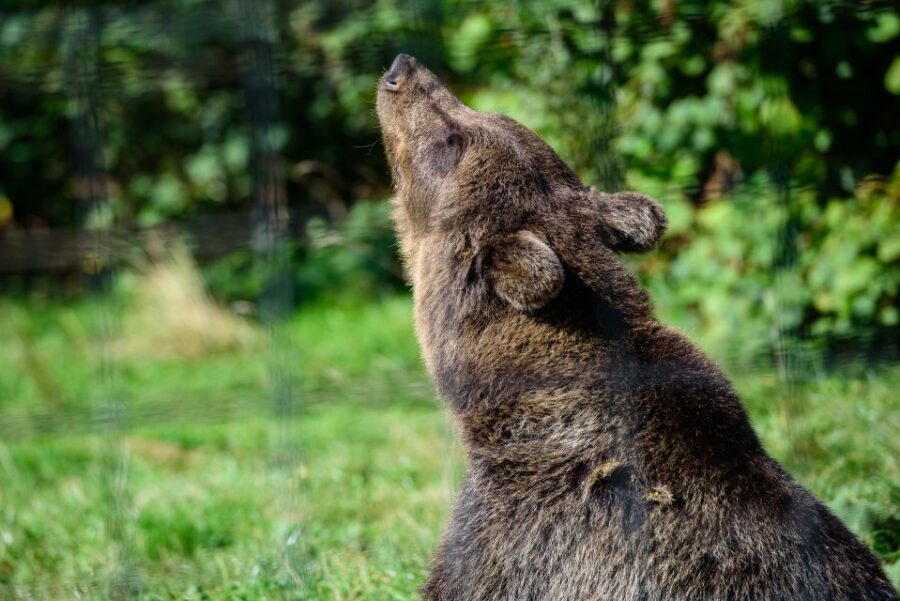 From Bucharest: Bear Sanctuary and Dracula Castle Day Tour - How This Tour Balances Value and Authenticity