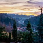 From Bucharest: Dracula's Castle & Bear Sanctuary Adventure - In-Depth Look at the Key Highlights