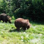 From Bucharest: Libearty Bear Sanctuary and Dracula's Castle - Authentic Insights from Past Travelers