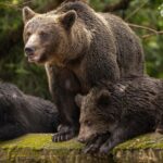 From Bucharest: Private Transfagarasan Highway Day Tour - Why This Tour Offers Great Value