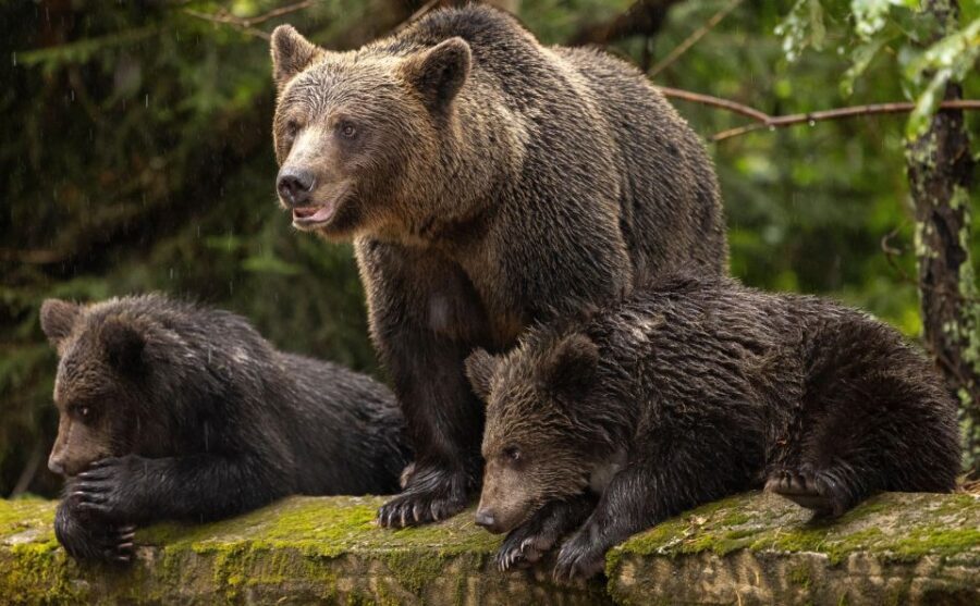 From Bucharest: Private Transfagarasan Highway Day Tour - Why This Tour Offers Great Value