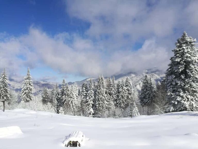 From Bucharest: Snowmobile Tour in the Carpathian Mountains - Why This Tour Offers Great Value