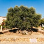 From Chania: Elafonisi and Falasarna Guided Tour with Snacks - The Itinerary Breakdown