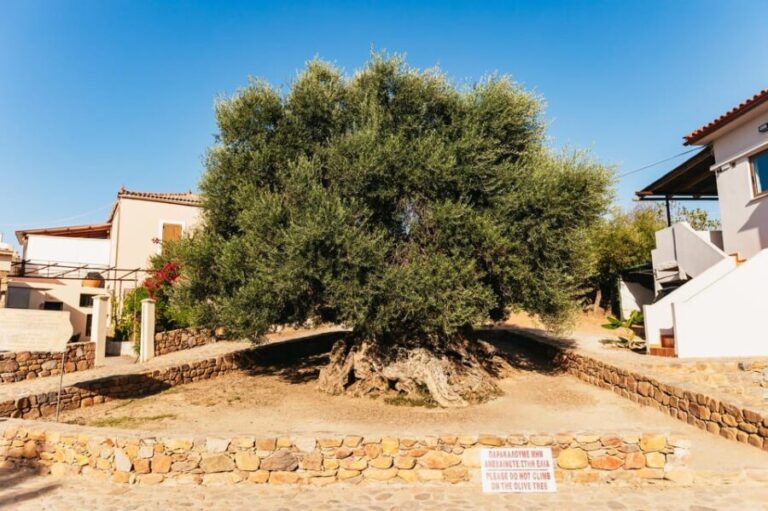 From Chania: Elafonisi and Falasarna Guided Tour with Snacks - The Itinerary Breakdown