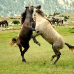 From city of Side: Ormana Village Day Tour with Lunch - What Makes This Tour Stand Out