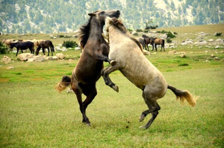 From city of Side: Ormana Village Day Tour with Lunch - What Makes This Tour Stand Out