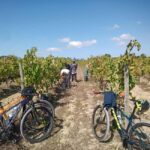 From Coimbra: Cycling in the Vineyards of Bairrada - Practical Details and What You Should Know