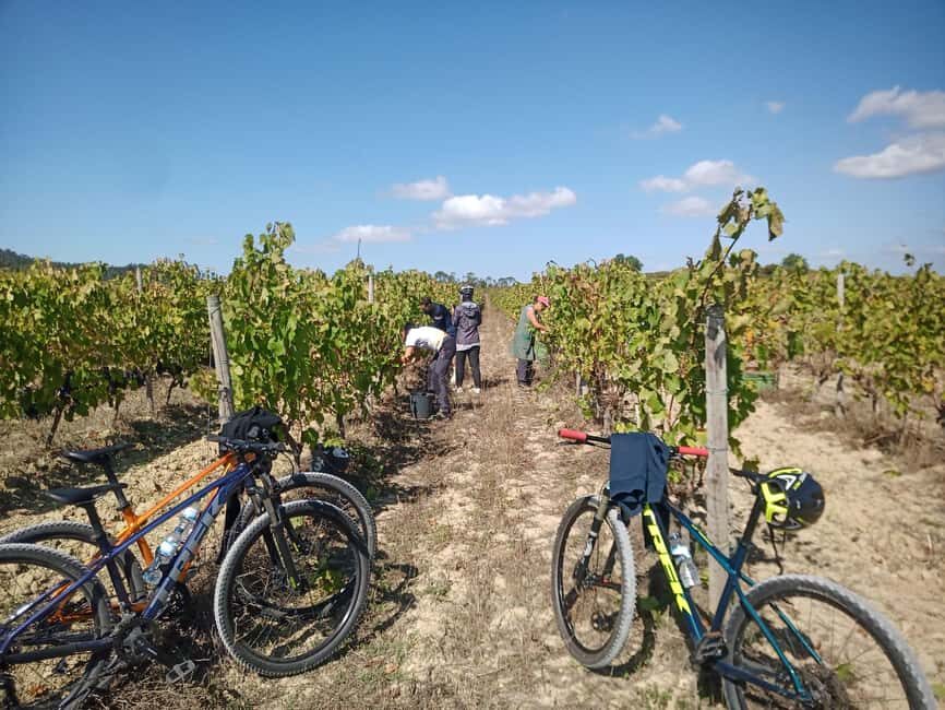 From Coimbra: Cycling in the Vineyards of Bairrada - Practical Details and What You Should Know