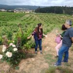From Coimbra: Dão Wine Route Experience - The Itinerary in Detail