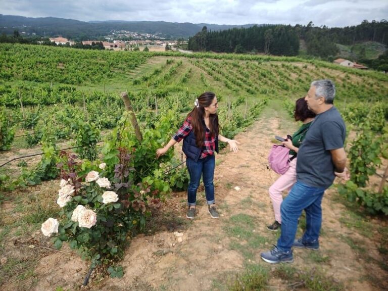 From Coimbra: Dão Wine Route Experience - The Itinerary in Detail