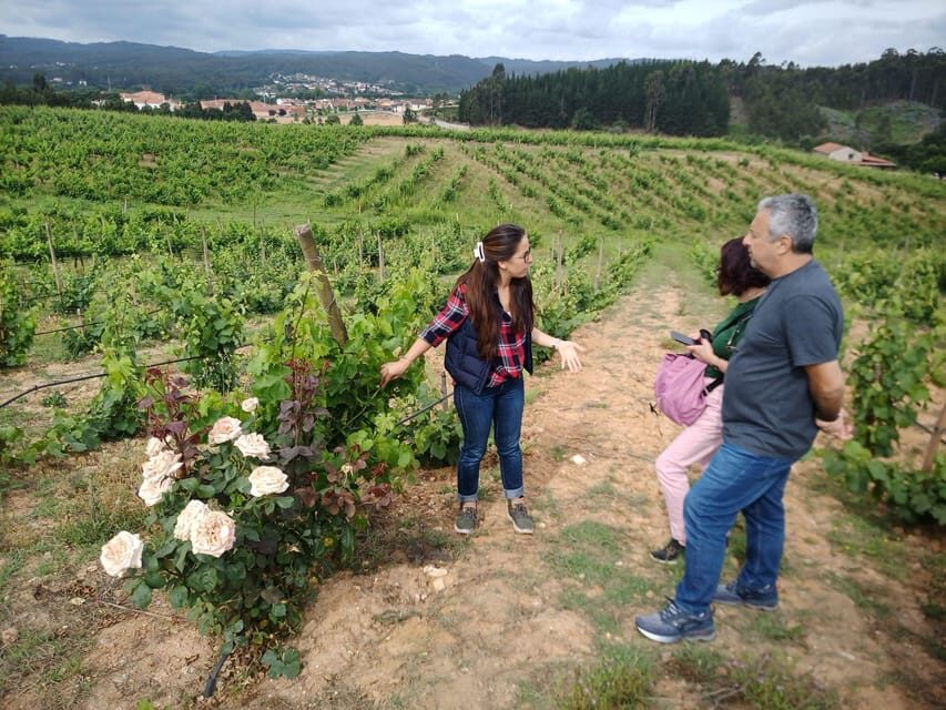 From Coimbra: Dão Wine Route Experience - The Itinerary in Detail