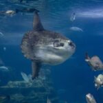 From Costa Brava: Barcelona Day Trip with Aquarium Visit - What to Expect from the Transport and Timing