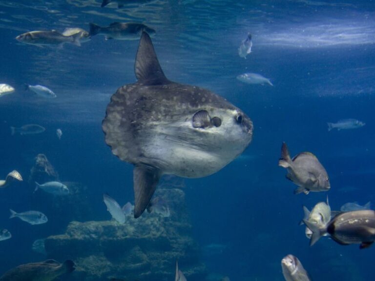 From Costa Brava: Barcelona Day Trip with Aquarium Visit - What to Expect from the Transport and Timing