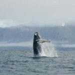 From Dalvik: Arctic Whale Watching in Northern Iceland - A Deep Dive into the Arctic Whale Watching Experience
