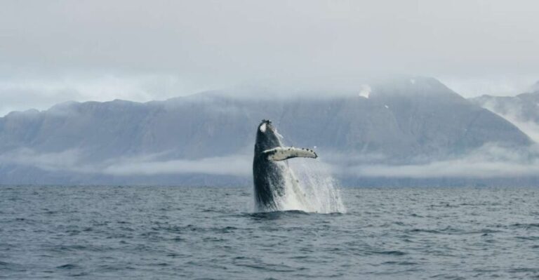 From Dalvik: Arctic Whale Watching in Northern Iceland - A Deep Dive into the Arctic Whale Watching Experience