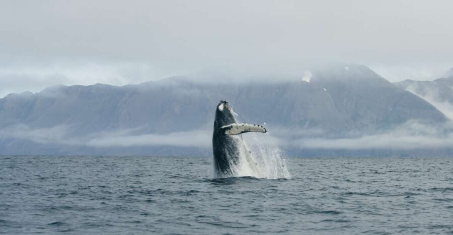 From Dalvik: Arctic Whale Watching in Northern Iceland - A Deep Dive into the Arctic Whale Watching Experience