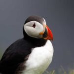 From Edinburgh: 4-Day Mull, Iona, Staffa & Puffin isles tour - Practical Considerations and Value