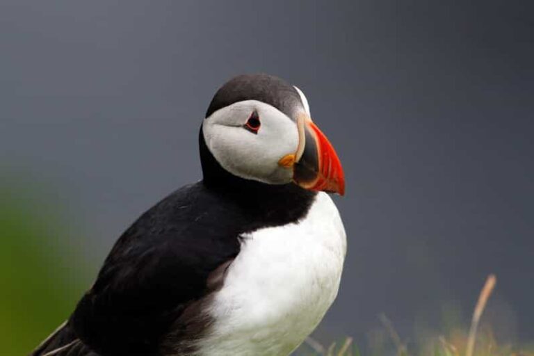 From Edinburgh: 4-Day Mull, Iona, Staffa & Puffin isles tour - Practical Considerations and Value