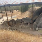 From Evora: Prehistoric Monuments and City Tour - Practical Details and What You Should Know