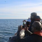 From Faro: Dolphin-Watching & Wildlife - The Itinerary Breakdown