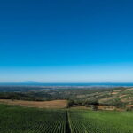 From Florence PRIVATE:Bolgheri Wine Tour,tasting among the Tuscany coastal hills - Value and Cost Analysis