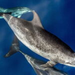 From Funchal: Ecological Catamaran Dolphin Whale Watching - The Value and Practicalities
