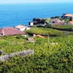 From Funchal: Madeira Wine Tour, Cable Car & Typical Lunch - What It Means for You