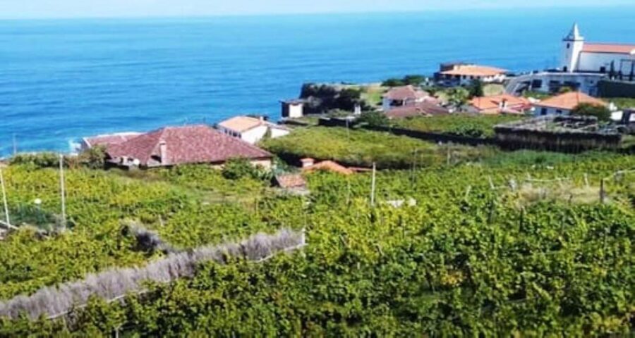 From Funchal: Madeira Wine Tour, Cable Car & Typical Lunch - What It Means for You