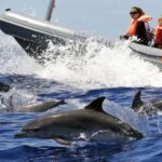 From Funchal: Whale and Dolphin Watching - How the Itinerary Unfolds