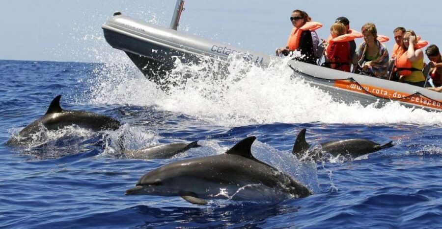 From Funchal: Whale and Dolphin Watching - How the Itinerary Unfolds
