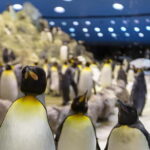 From Gran Canaria: Day Trip to Loro Parque Tenerife - Who Should Consider This Tour?