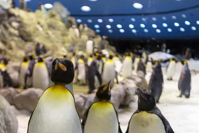 From Gran Canaria: Day Trip to Loro Parque Tenerife - Who Should Consider This Tour?