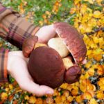 From Helsinki: Mushroom Hunting Tour in a National Park - Practical Details and Value