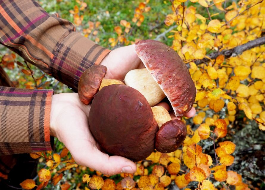 From Helsinki: Mushroom Hunting Tour in a National Park - Practical Details and Value