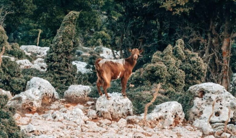 From Heraklion: Imbros Gorge Private Tour - Why This Tour Works Well