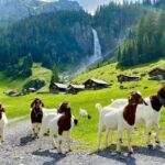 From Interlaken: Swiss Alps and Hidden Gems Private Day Tour - Practical Details and Considerations