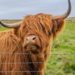 From Inverness: Cawdor Castle and Cairngorms National Park - Practical Details and Tips for the Tour