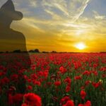 From Istanbul: Group Gallipoli and Anzac Full-Day Tour - Final Thoughts