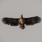 From Kiruna: Narvik City and Fjord Day Trip - Practical Details and Considerations